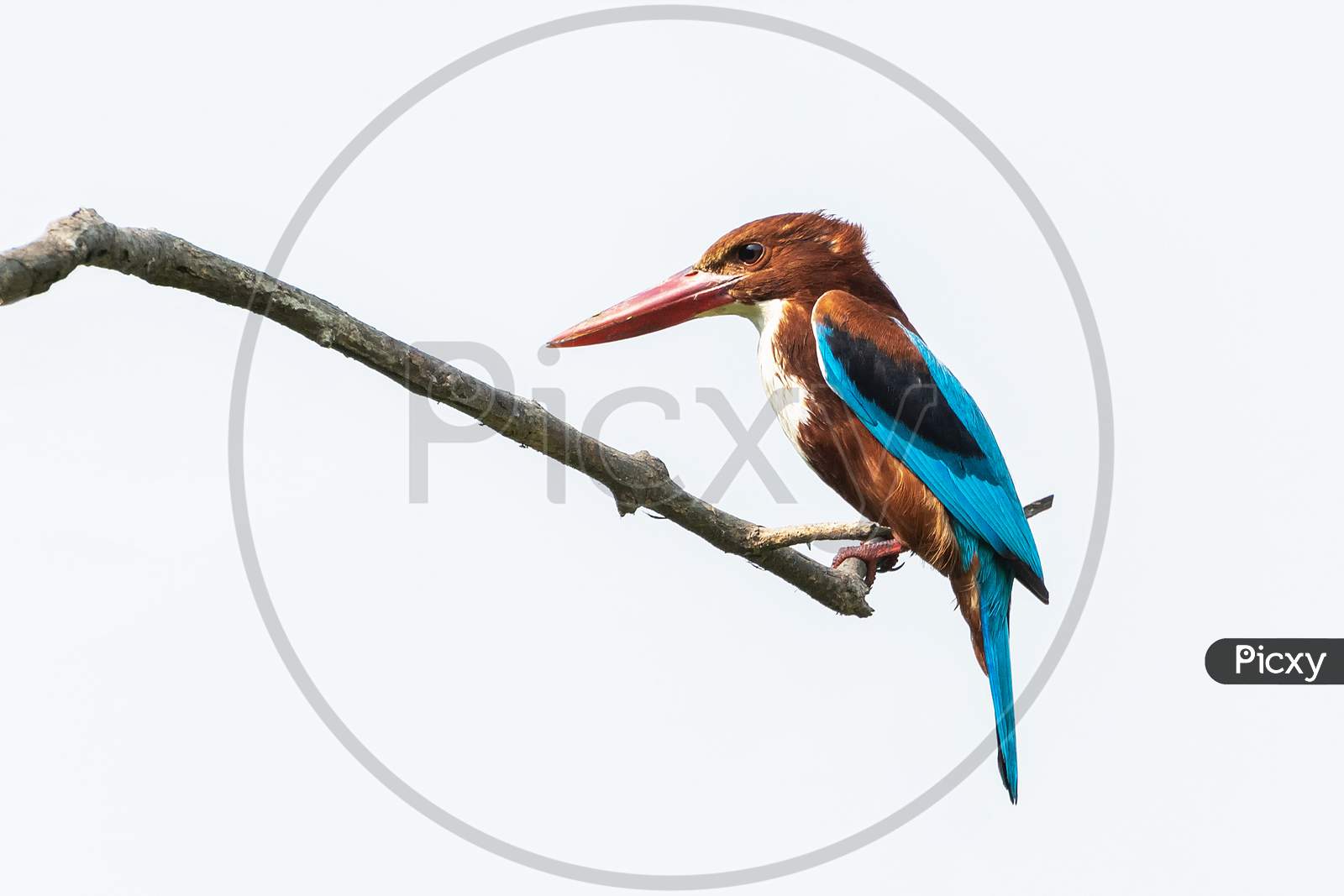 White-Breasted Kingfisher Or White-Throated Kingfisher (Halcyon Smyrnensis)