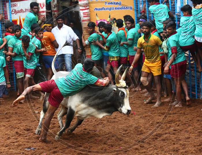 Participants try to tame a bull during Avaniyapuram Jallikattu as the part of Pongal festival celebration, in Madurai, Thursday, Jan. 14, 2021.