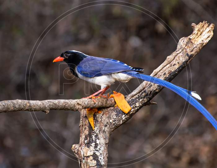 Red-Billed Blue Magpie (Urocissa Erythroryncha)
