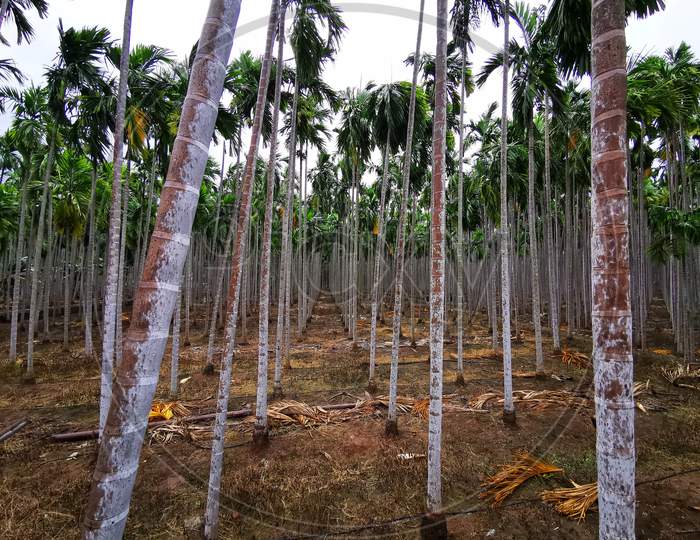 Areca Palm Tree plantation