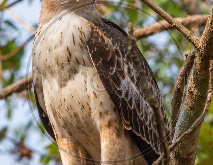 Changeable Hawk-Eagle Or Crested Hawk-Eagle (Nisaetus Cirrhatus)