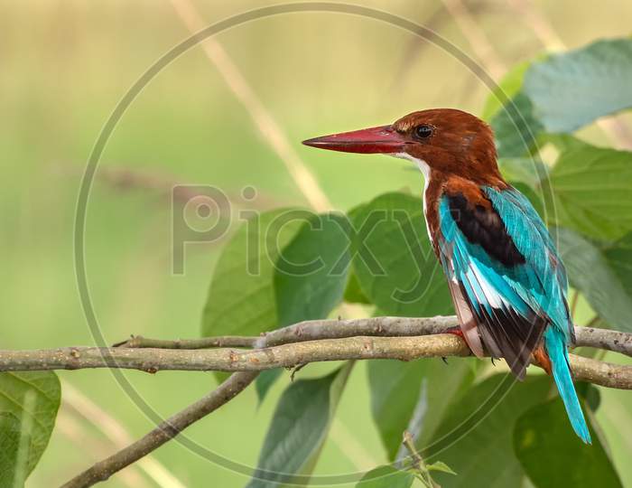 White-Breasted Kingfisher Or White-Throated Kingfisher (Halcyon Smyrnensis)