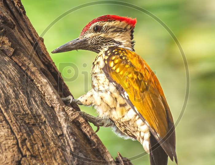Black-Rumped Flameback Woodpecker (Dinopium Benghalense)