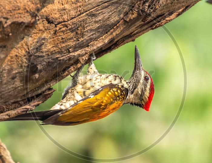 Black-Rumped Flameback Woodpecker (Dinopium Benghalense)