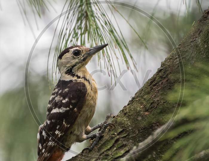 Fulvous-Breasted Woodpecker (Dendrocopos Macei)