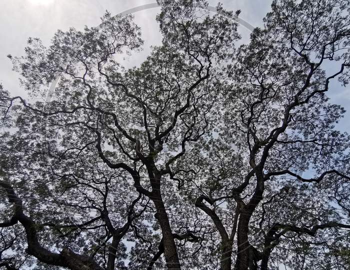 Sky view through Huge Banyan Tree