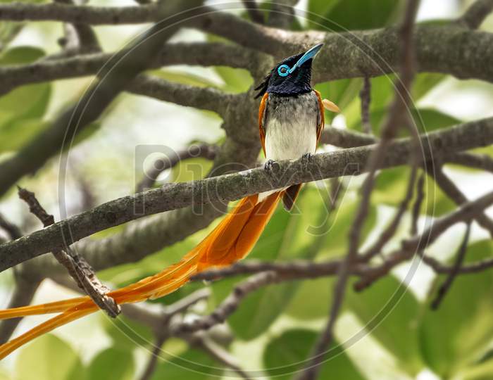 Indian Paradise Flycatcher (Terpsiphone Paradisi)