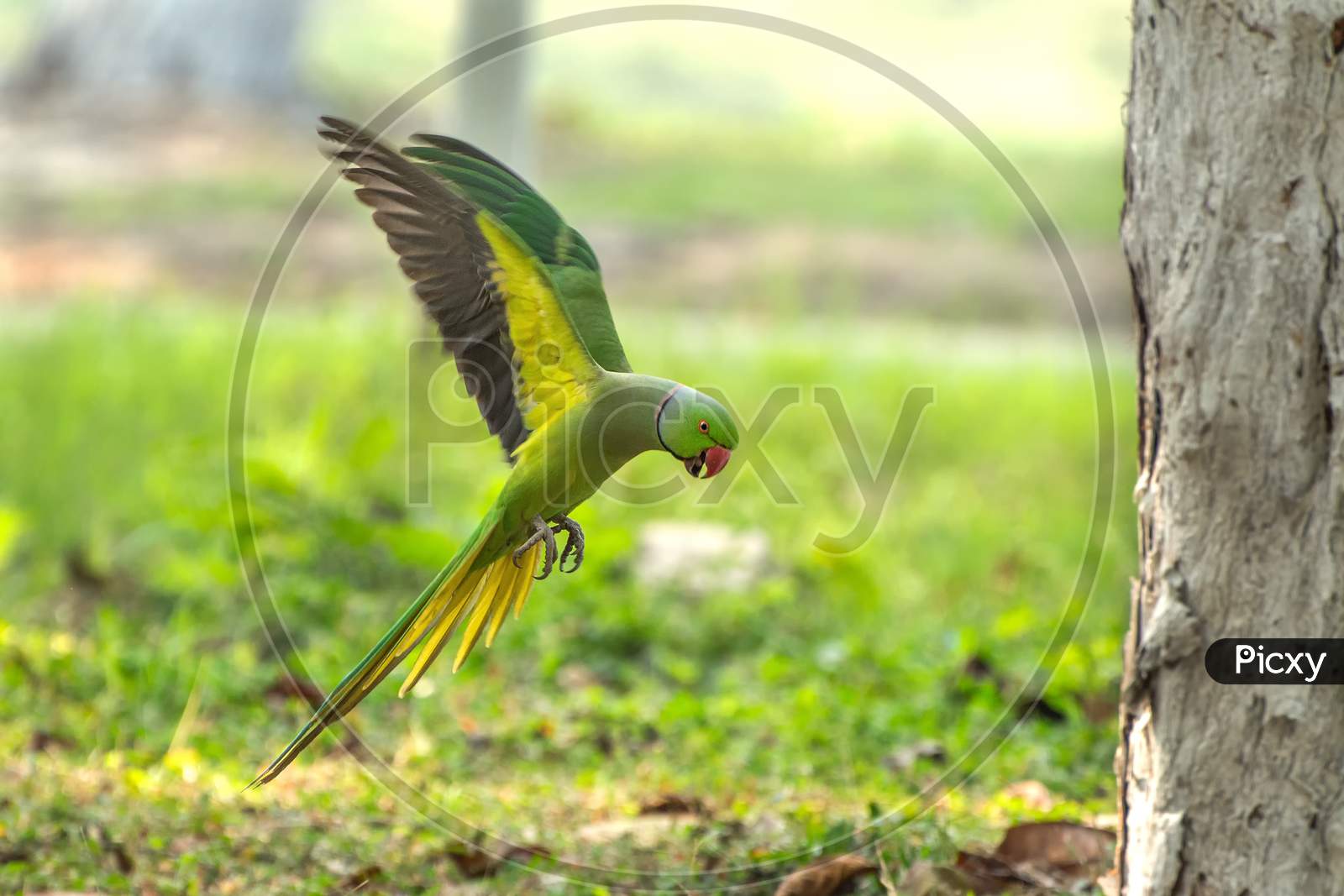 Rose-Ringed Parakeet Or Ring-Necked Parakeet (Psittacula Krameri)