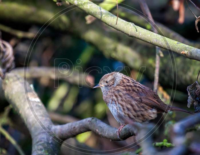 Hedge Accentor (Dunnock) Sitting In A Tree In Sussex