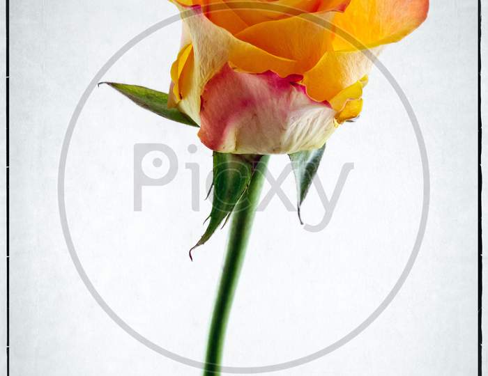 Close-Up Of A Single Orange Rose Stem And Flower