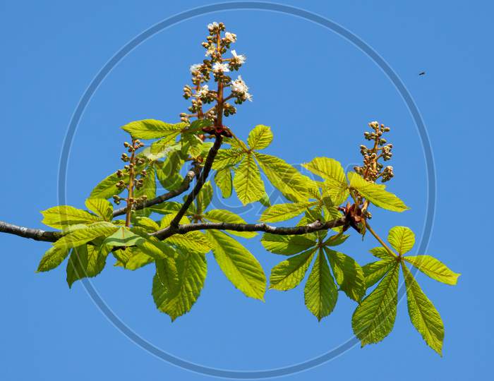 Horse Chestnut Tree Bursting With New Growth