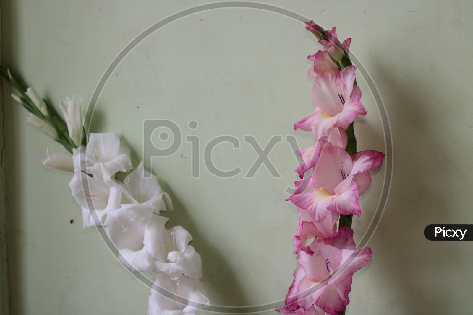 White and pink Gladiolus flower framed for seasons greetings. Background for seasons greetings.