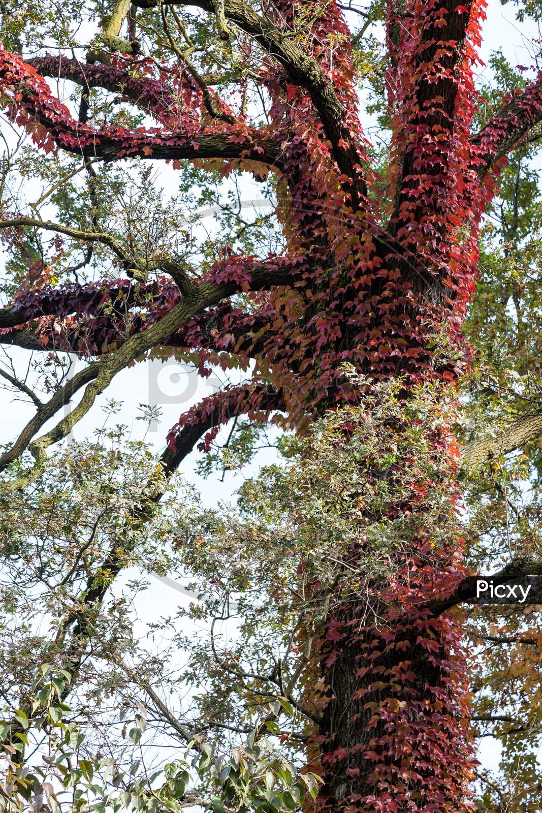 Tree Covered With Red Ivy