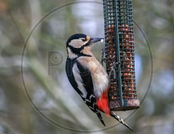 Great Spotted Woodpecker Feeding On Peanuts