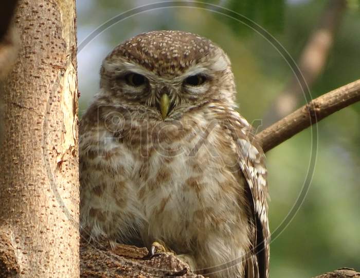 a sleepy Spotted Owlet