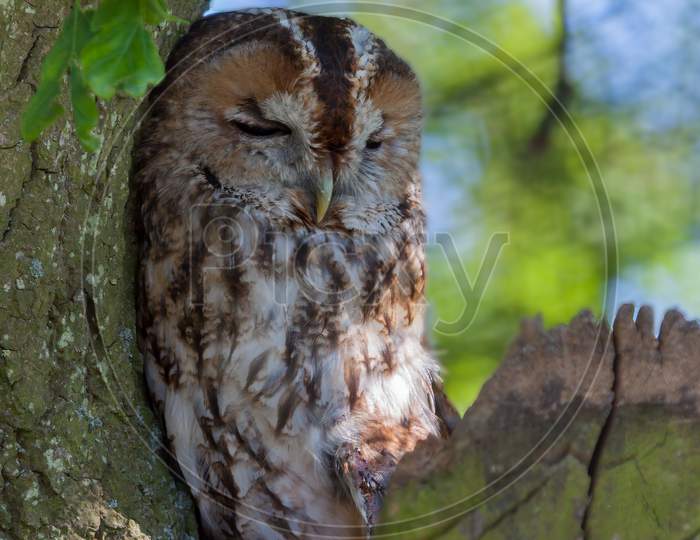 Tawny Owl (Strix Aluco) Sleeping Against A Tree During The Daytime