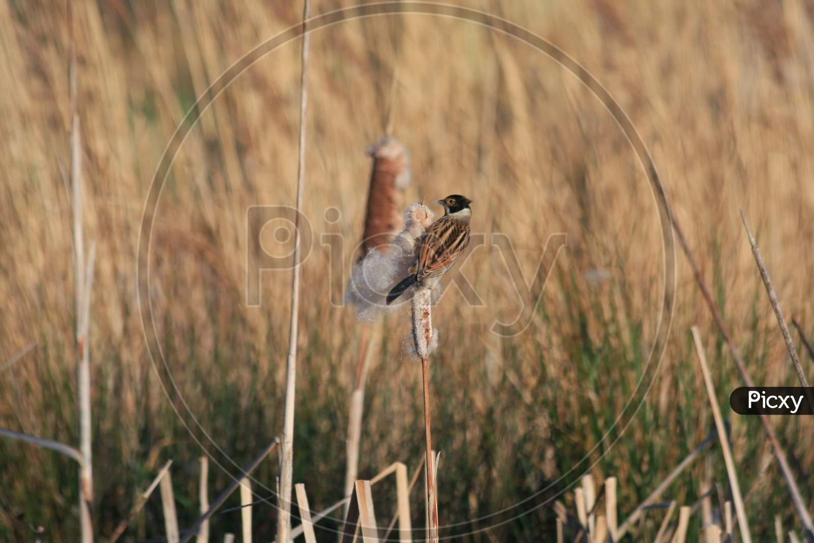 Reed Bunting (Emberiza Schoeniclus) Clinging To A Bulrush Seed Head