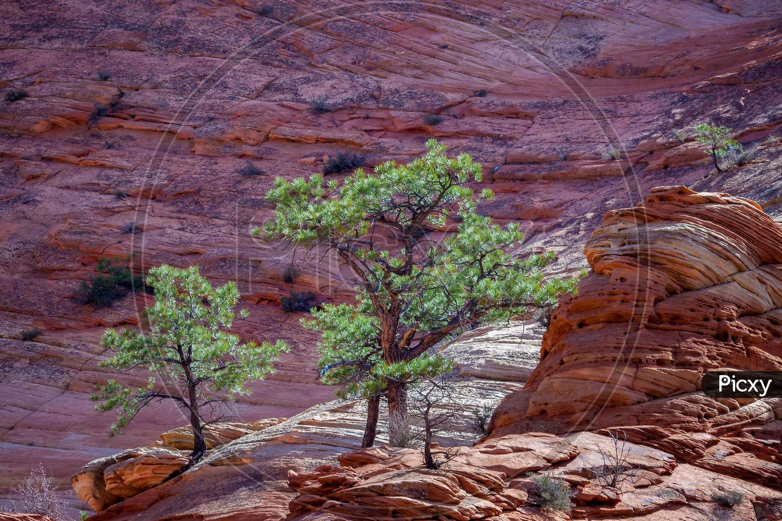Pine Trees On A Rocky Outcrop In Zion
