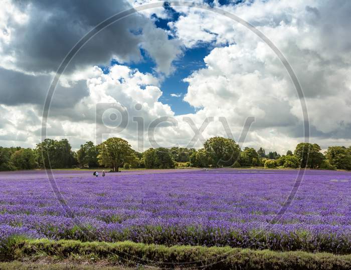 Lavender Field In Banstead Surrey