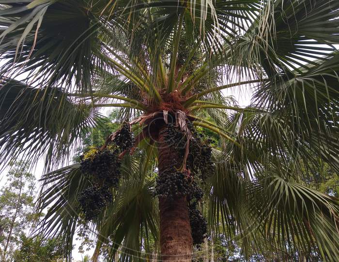 the Chinese fan palm (Livistona chinensis) or fountain palm in a garden