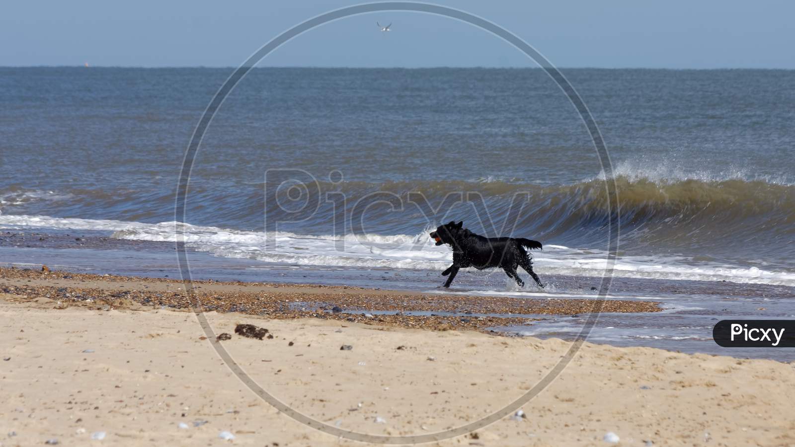 Black Dog With A Red Ball Running Along The Beach At Winterton-On-Sea In Norfolk