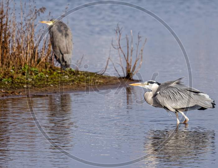 Grey Heron (Ardea Cinerea) Walking In The Water
