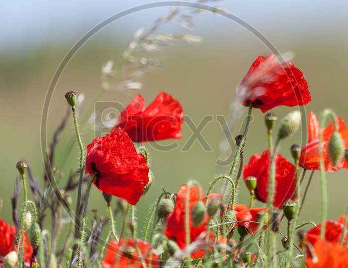 Field Of Poppies In Sussex