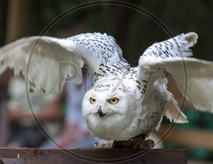 Snowy Owl (Bubo Scandiacus) Taking Off