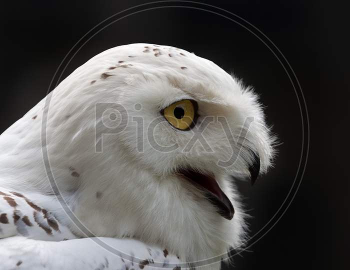Snowy Owl (Bubo Scandiacus) Against A Dark Background