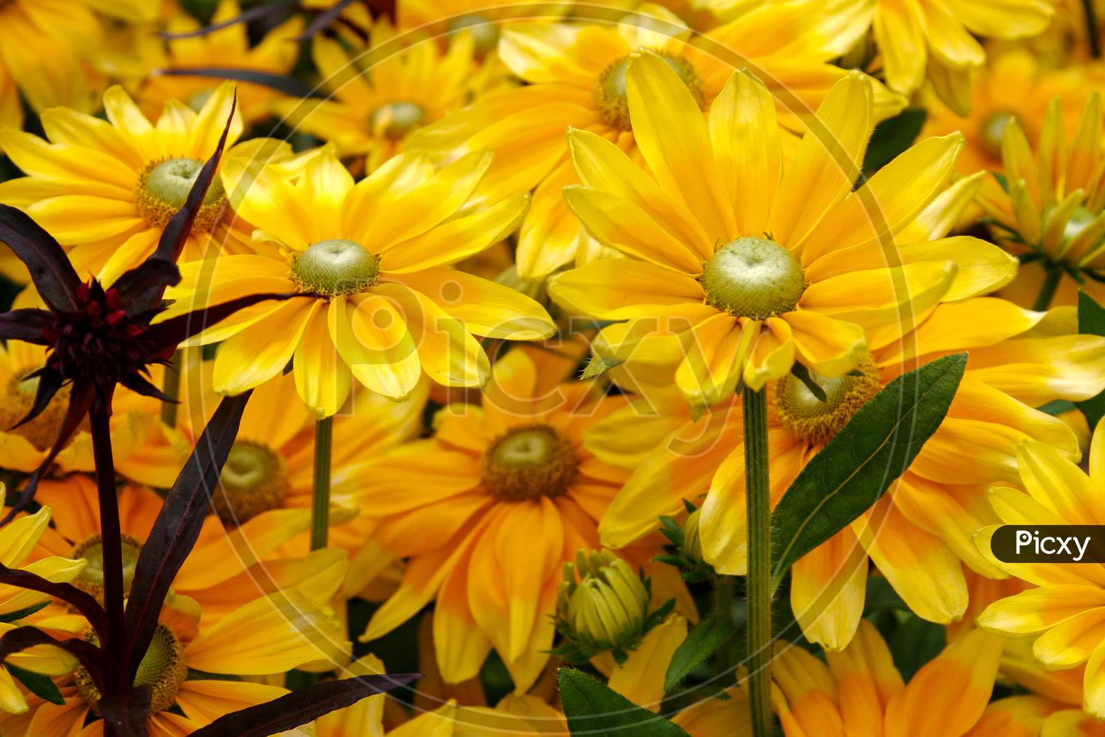 Close-Up Of A Bunch Of Yellow Daisy Flowers