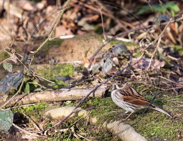Common Reed Bunting (Emberiza Schoeniclus) On The Canopy Floor