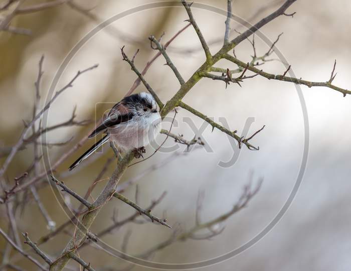 Long Tailed Tit Puffed Up On A Cold Winter'S Day