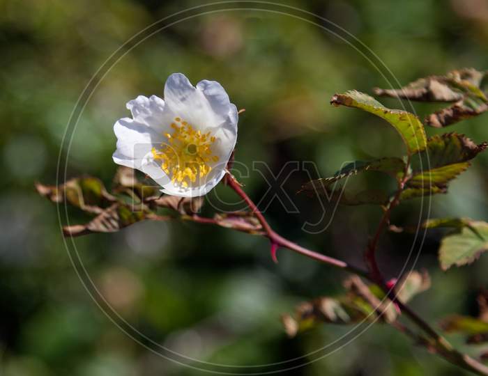 White Dog Rose (Rosa Canina)