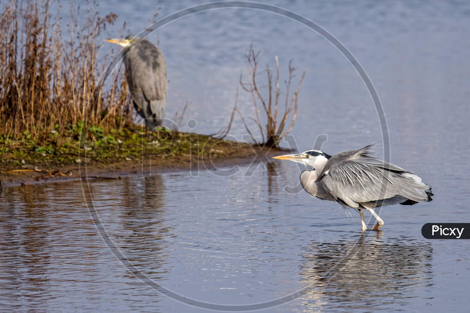 Grey Heron (Ardea Cinerea) Walking In The Water