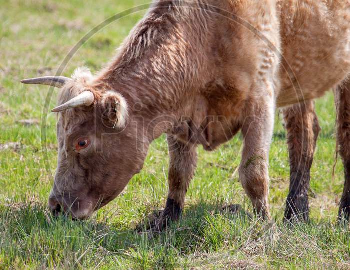 Cow Grazing On Wetlands In Essex