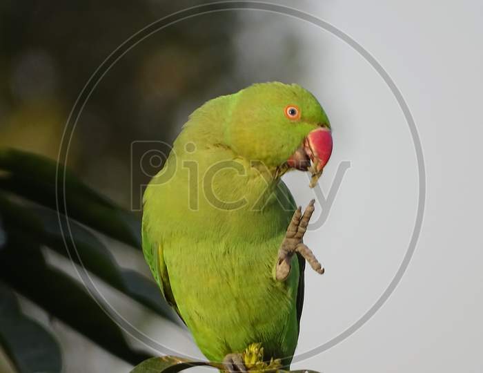 Rose-ringed Parakeet giving highfive