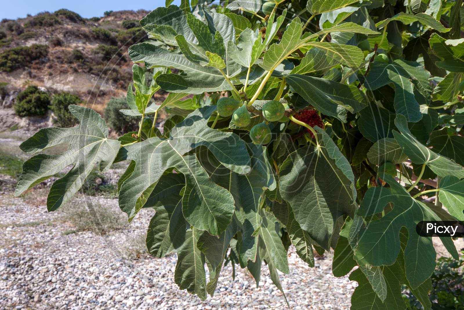 Fig Tree Growing Near The Beach In Cyprus
