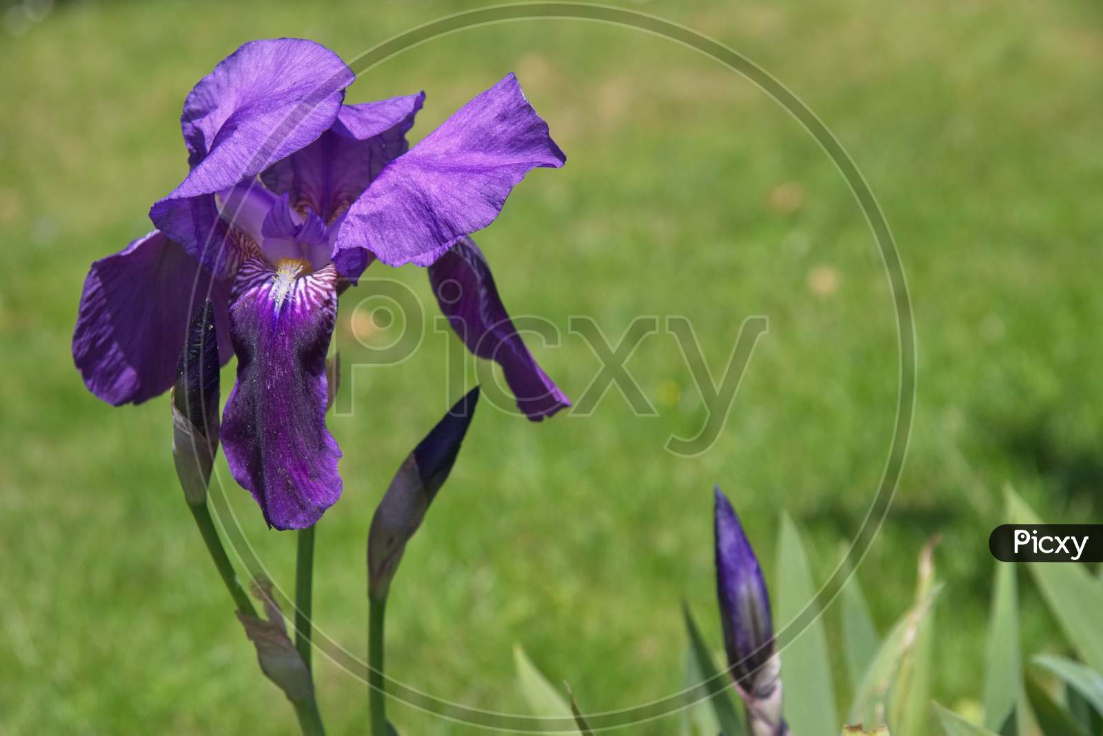 Iris (Irideae) Flowering In An English Garden