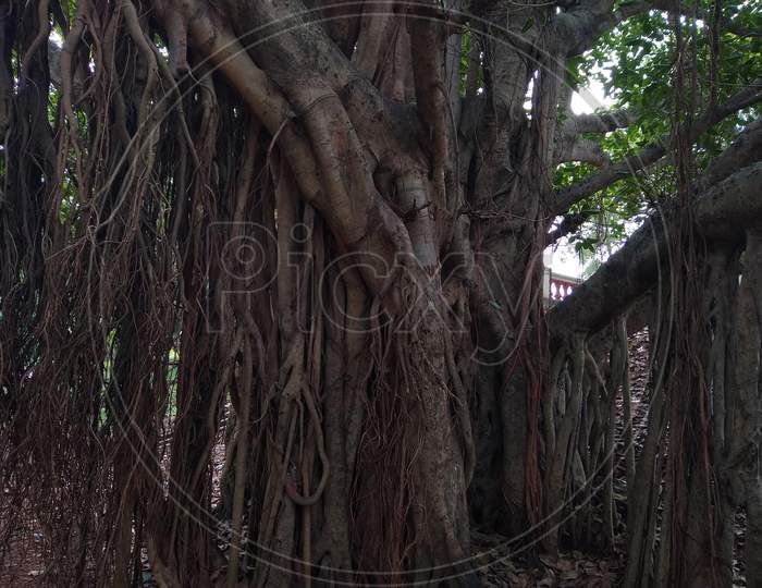 Banyan tree branches and roots