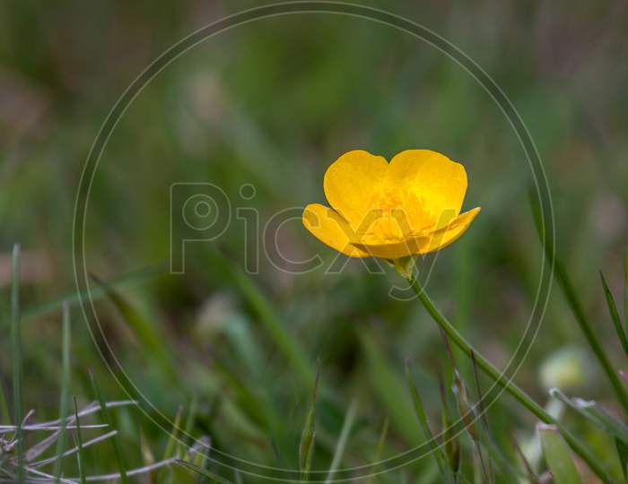 Creeping Buttercup (Ranunculus Repens) In A Field In Godstone Surrey