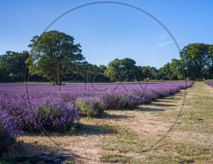 Lavender Field In Banstead Surrey