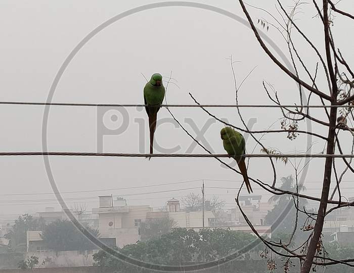 Foggy day enjoying birds