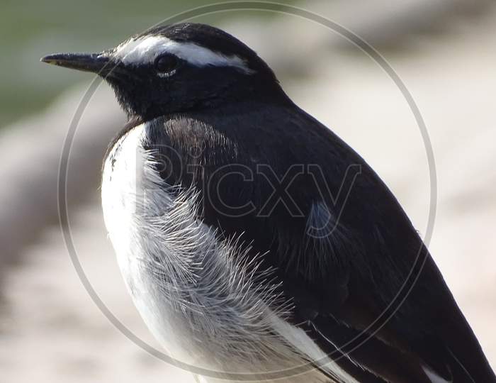 White-browed Wagtail (Large Pied Wagtail)