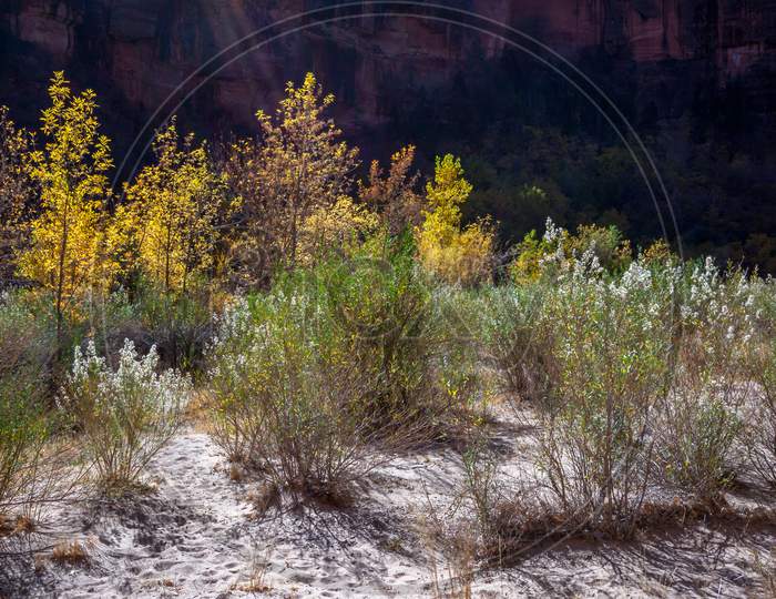 Golden Foliage And Scrubland In Zion National Park