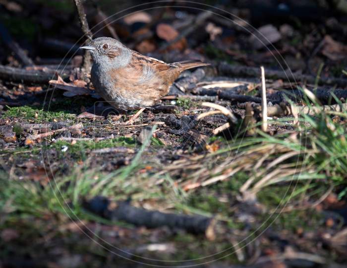 Hedge Accentor On The Canopy Floor