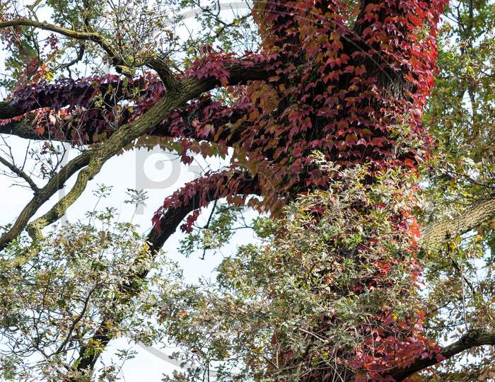 Tree Covered With Red Ivy