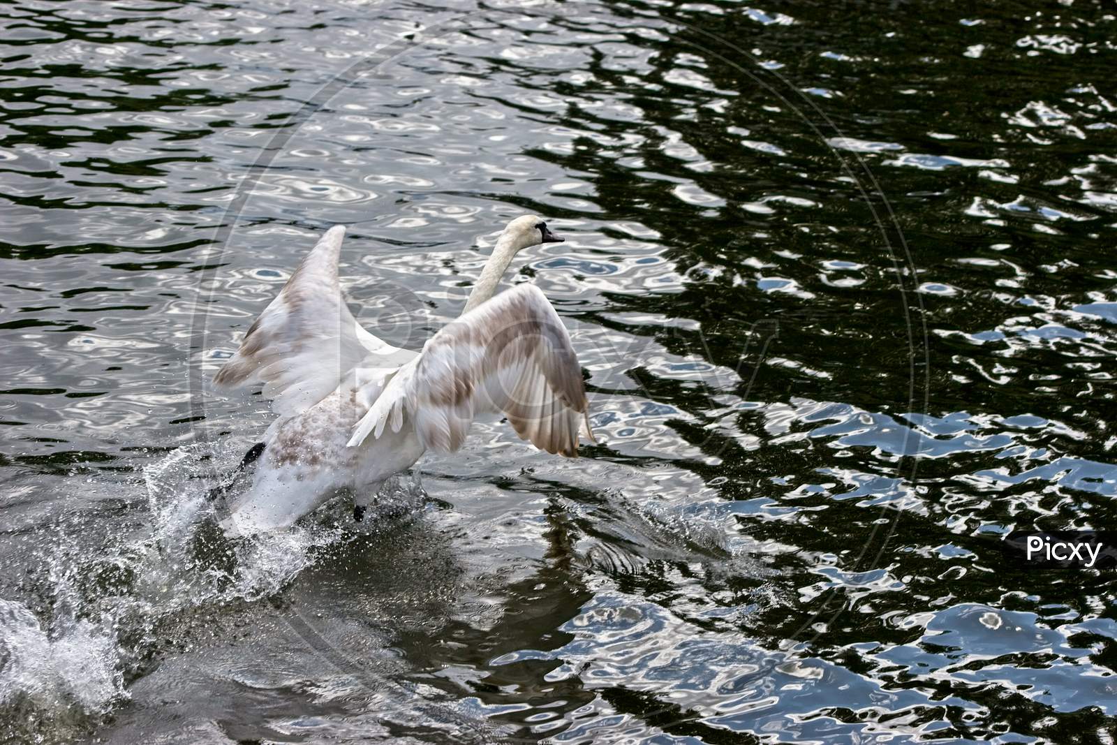Mute Swan (Cygnus Olor) Taking Off On The River Thames