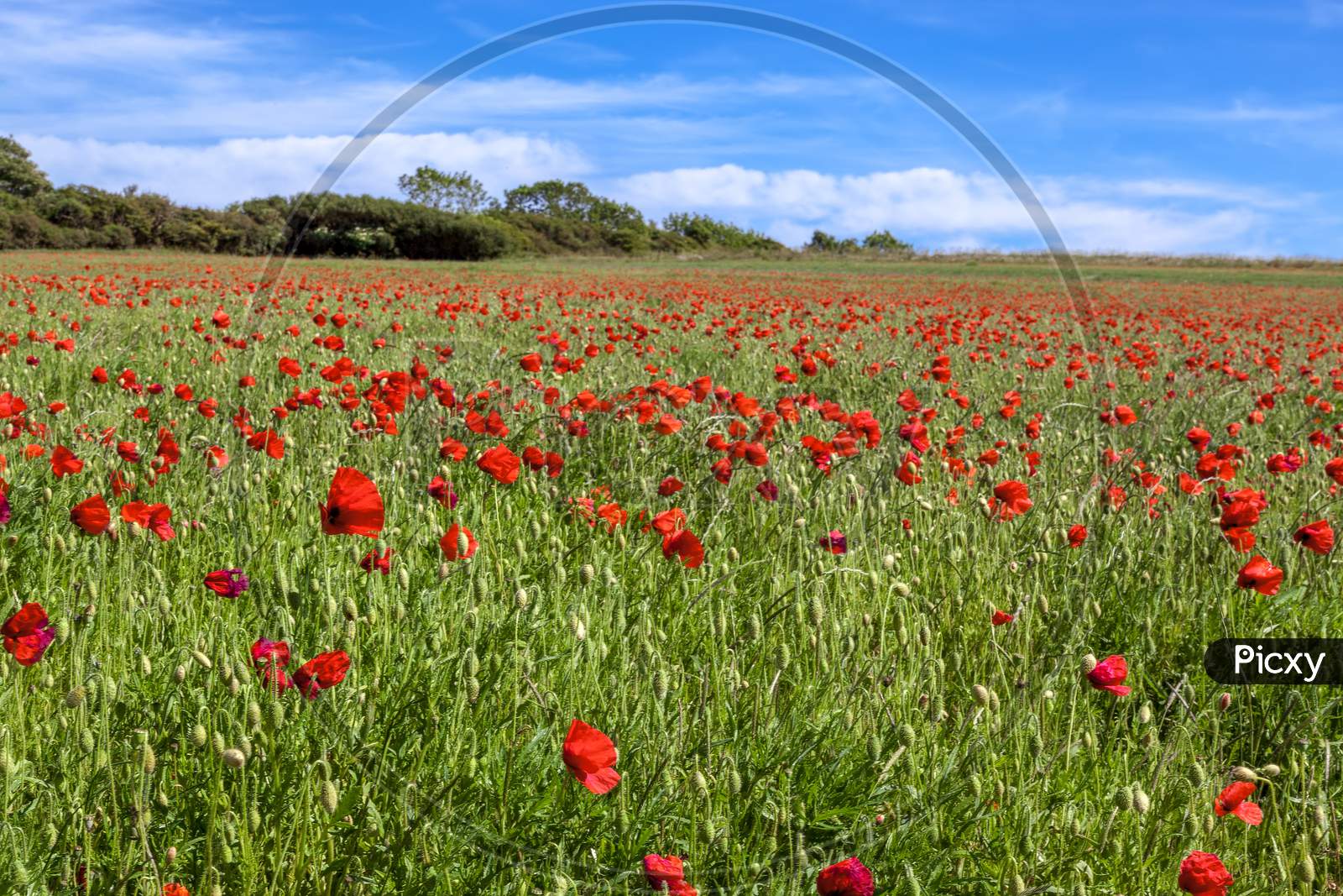 Field Of Wind Blown Poppies In Sussex