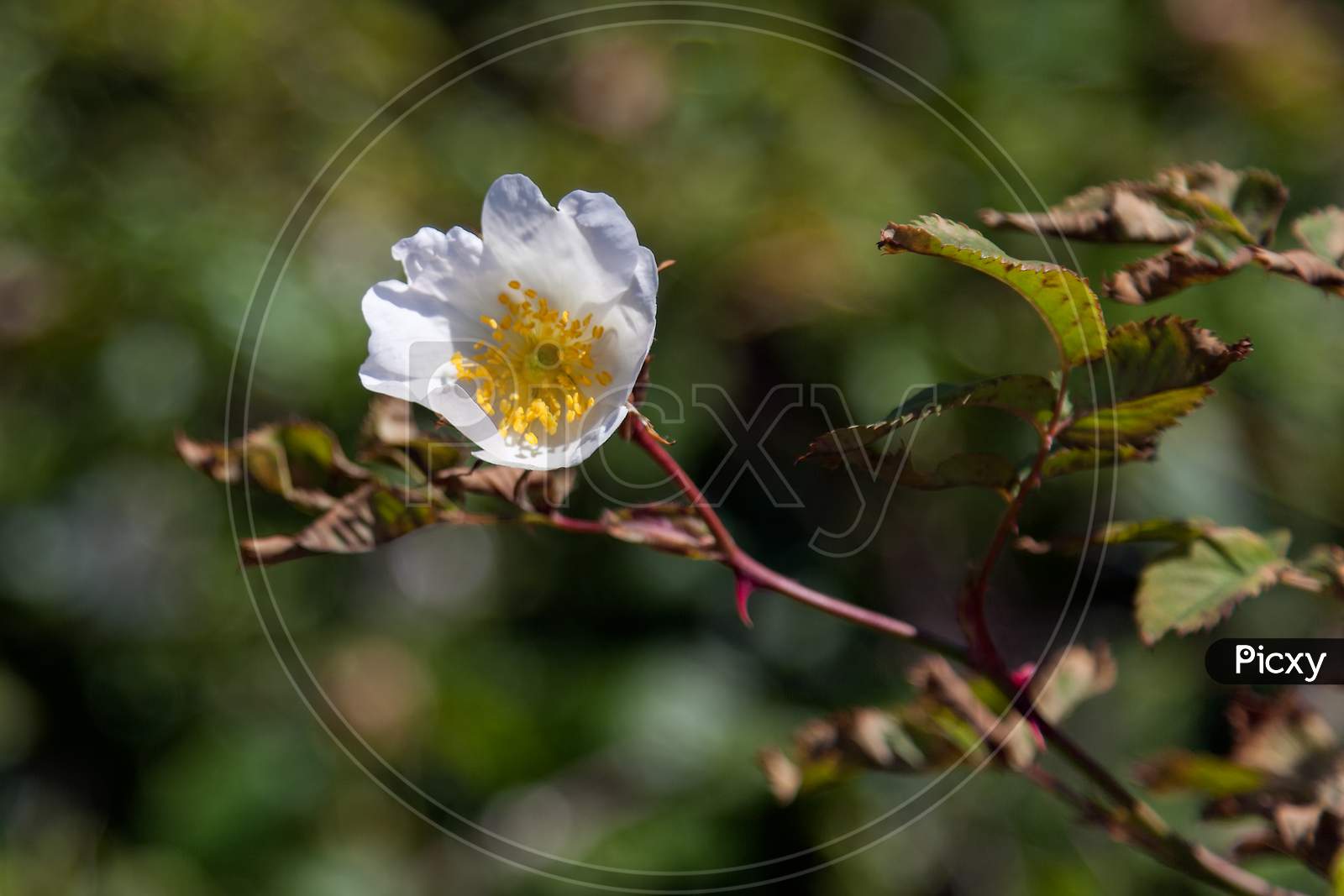 White Dog Rose (Rosa Canina)
