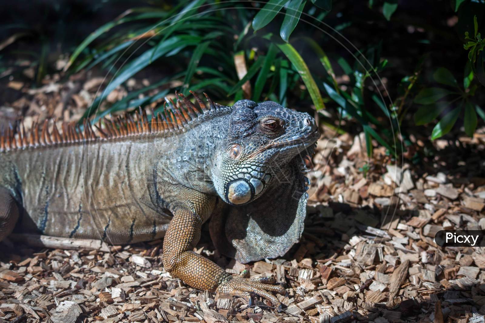 Iguana At Loro Parque Zoo